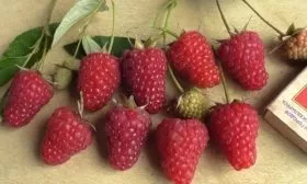 Малина ремонтантная Энросадира