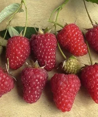 Малина ремонтантная Энросадира