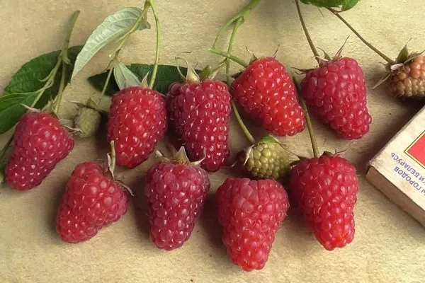 Малина ремонтантная Энросадира