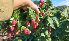 Описание кустов