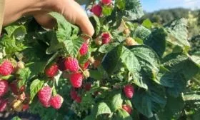 Описание кустов