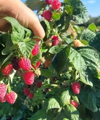 Описание кустов