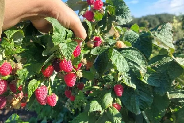 Описание кустов