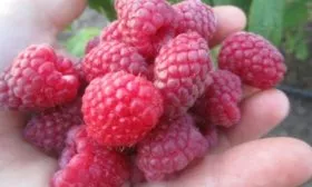 урожайность малины