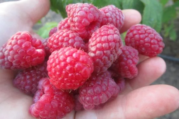 урожайность малины