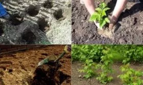 посадка малины