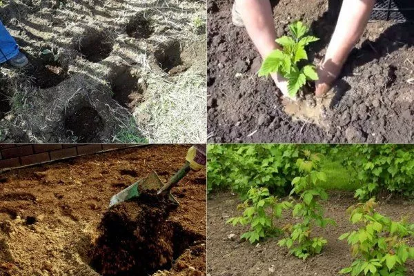 посадка малины