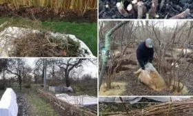 зимовка малины