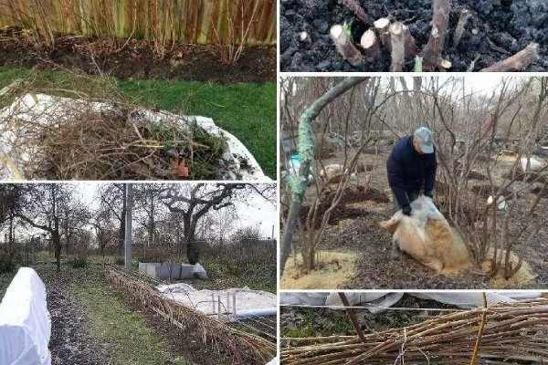 зимовка малины