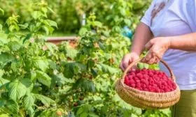 сбор малины