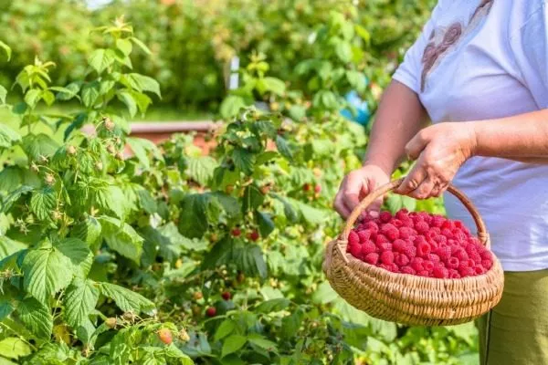 сбор малины