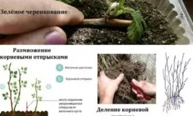 размножение малины