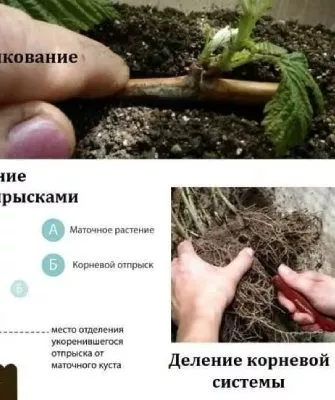 размножение малины
