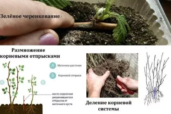 размножение малины