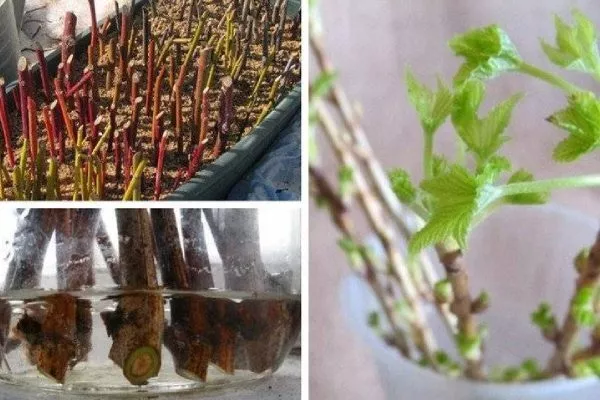 размножение малины одревесневшими черенками