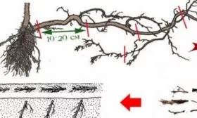 размножение малины корневыми черенками