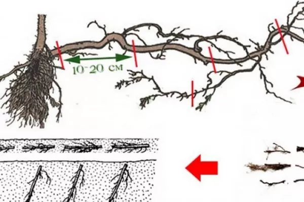 размножение малины корневыми черенками