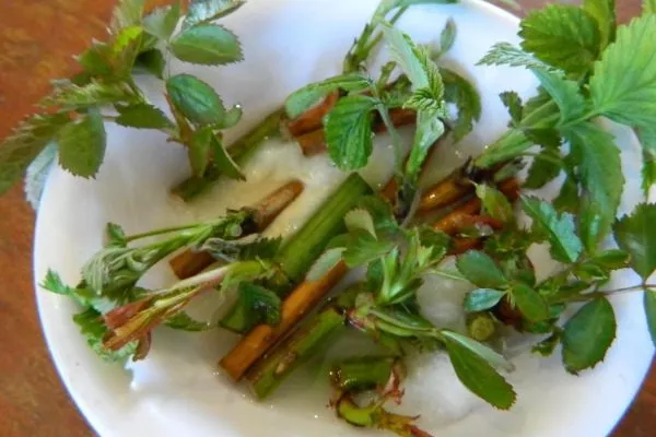 размножение малины зелёными черенками