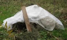 зимовка малины