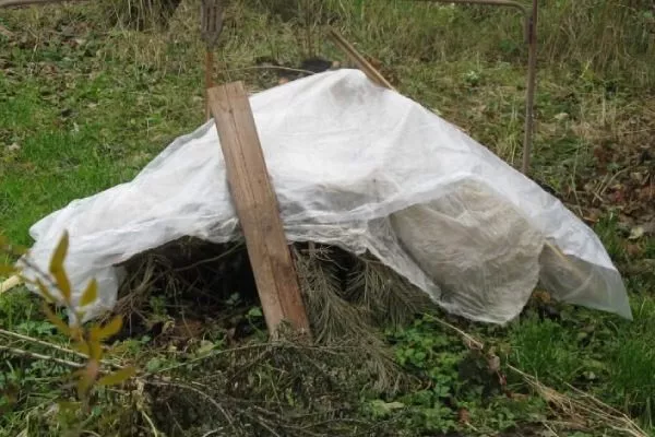 зимовка малины