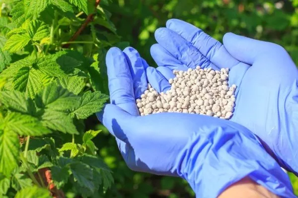 подкормка малины