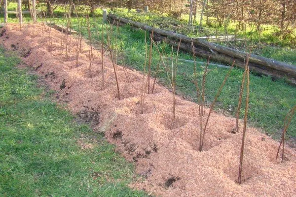 высадка малины