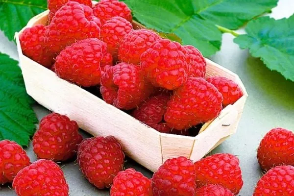 Малина Награда