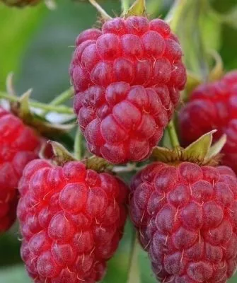 Описание ягод малины награда