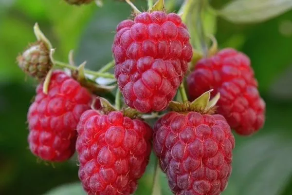 Описание ягод малины награда