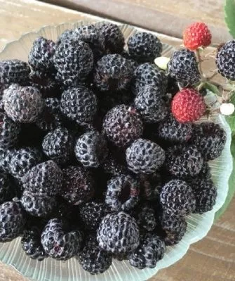 Чёрная малина
