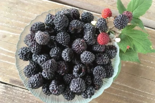 Чёрная малина