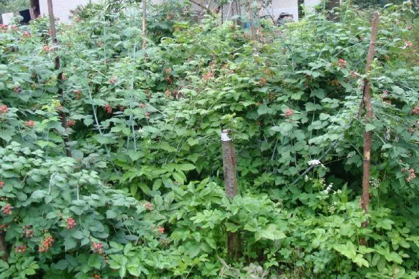 кусты чёрной малины