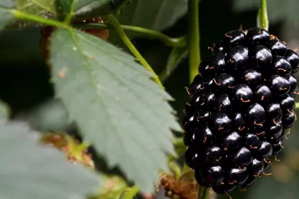 плоды чёрной малины