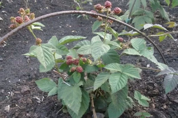 посадка чёрной малины