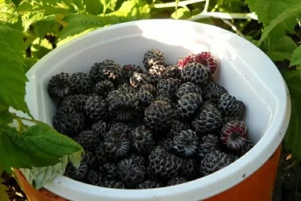 сбор чёрной малины