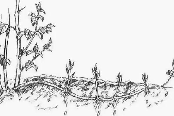 размножение чёрной малины