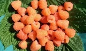 Малина Валентина