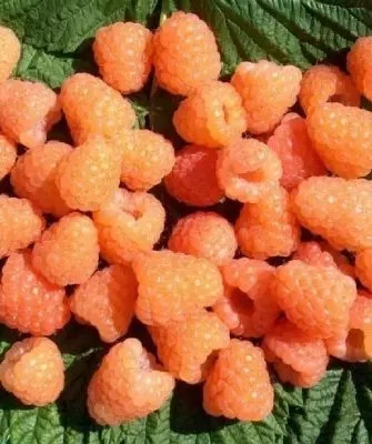 Малина Валентина