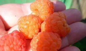 ягоды малины валентина