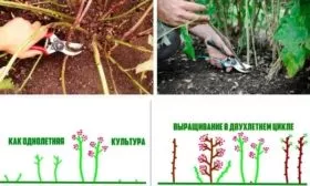 омолаживающая обрезка малины