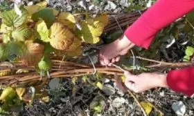 подготовка малины к зиме осенью