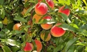 Персик Редхейвен