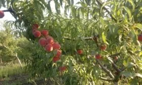 Внешний вид дерева