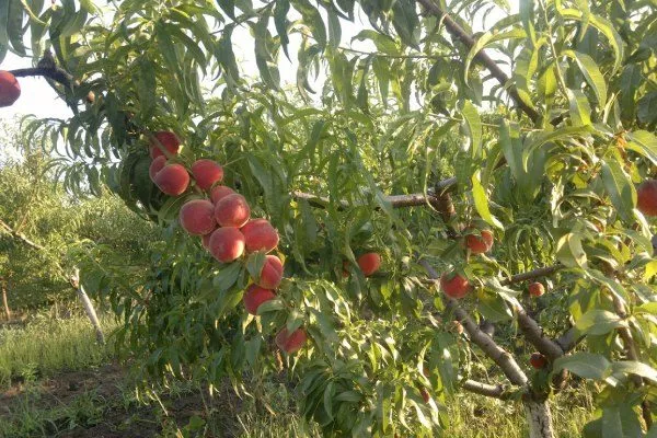 Внешний вид дерева