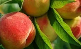 описание персика Редхейвен