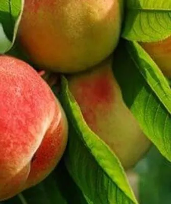 описание персика Редхейвен