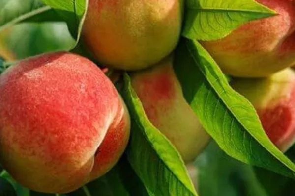 описание персика Редхейвен