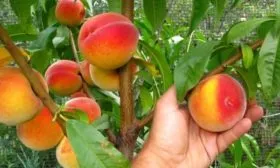 Персик Редхейвен