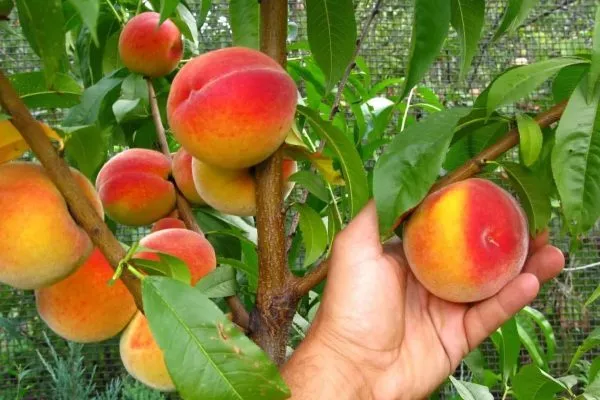 Персик Редхейвен