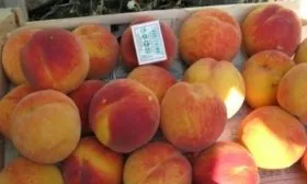 плодоношение персиков